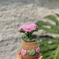 Rose pot